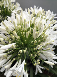 Close-up of white flowering plant