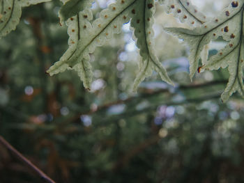 Close-up of frozen plant during winter