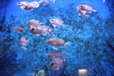 Close-up of fishes swimming in aquarium