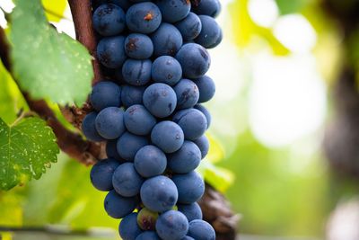 Close-up of grapes in vineyard