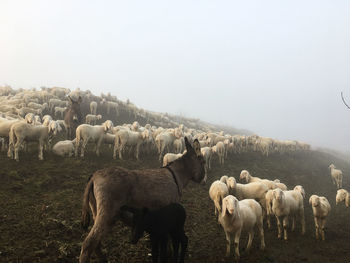 Sheep grazing on field against clear sky