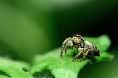 Close-up of spider