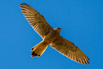 Close-up of eagle flying against clear blue sky