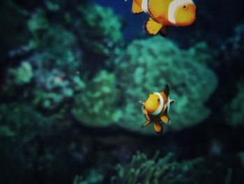 Close-up of fish swimming in aquarium