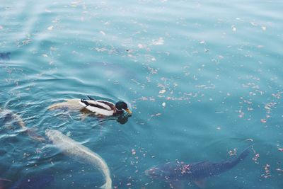 High angle view of duck swimming in lake