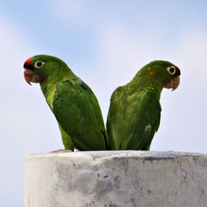Green parrot perching on rock against sky