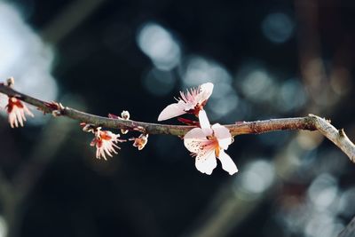 Close-up of cherry blossom on branch