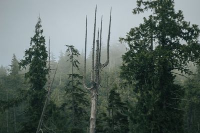Scenic view of forest against sky