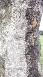 Close-up of tree trunk