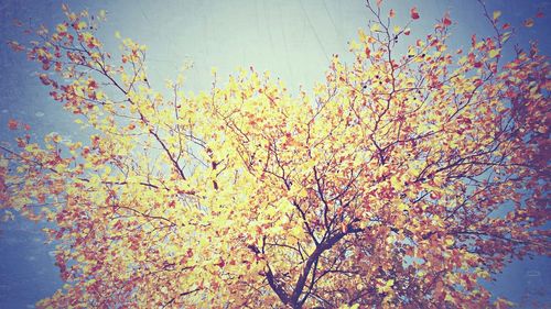 Low angle view of flowers on tree
