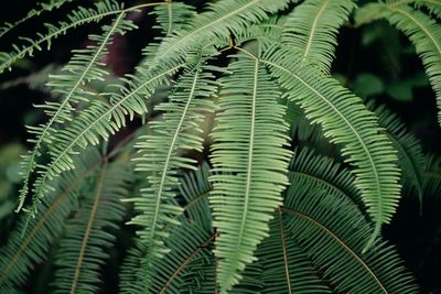 Close-up of fern leaves