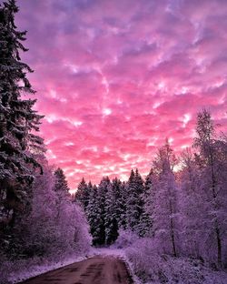 Trees on snow covered landscape against sky