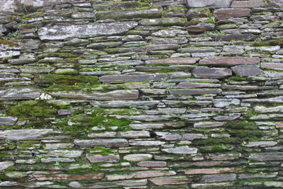 Close-up of moss on stone wall