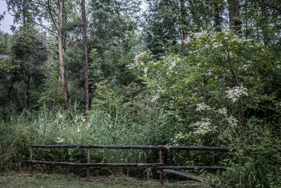 Trees in forest