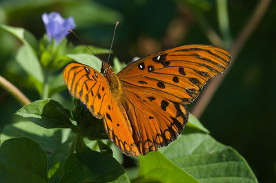 Close-up of butterfly pollinating on orange flower