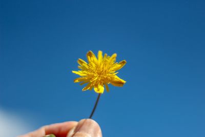 Hand holding yellow flower against clear blue sky