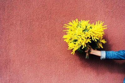 Cropped hand of woman holding yellow flowers against wall