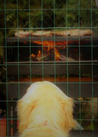 Close-up of dog in cage