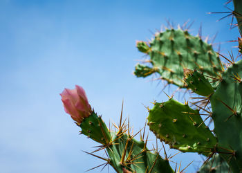 Low angle view of succulent plant against sky