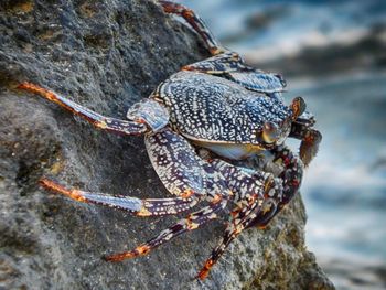 Close-up of lizard on rock