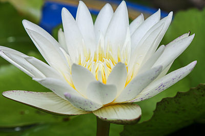 Close-up of white water lily