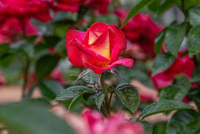 Close-up of red rose