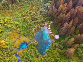 High angle view of trees and plants in forest