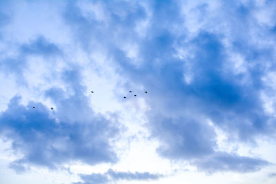 Low angle view of birds flying in sky