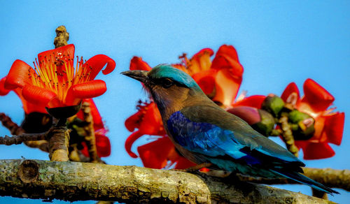 Close-up of birds perching on red flower against clear blue sky