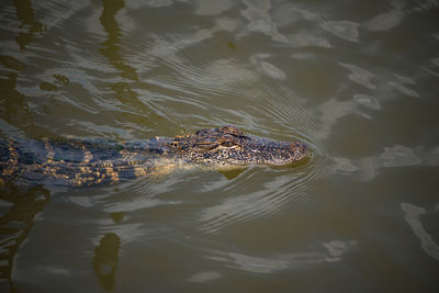 High angle view of an swimming in lake