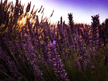 Close-up of purple flowers on field