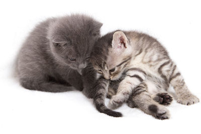 Close-up of cat sleeping on white