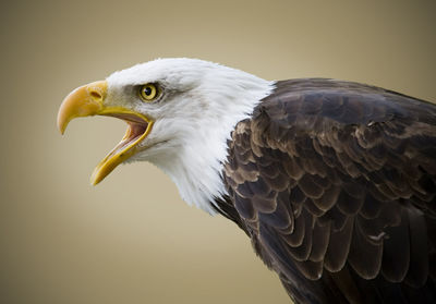 Close-up of eagle