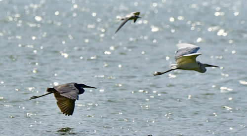 Herons and terns all together in group bird photos