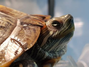 Close-up of turtle