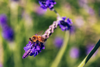 Close-up of bee pollinating on lupine purple flower