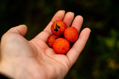 Cropped hand holding strawberries