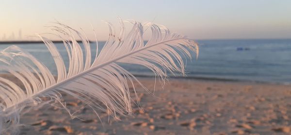 Close-up of water on beach against sky during sunset