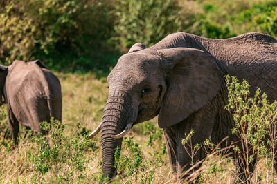 View of elephant in sunlight