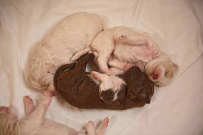 High angle view of puppies sleeping on bed