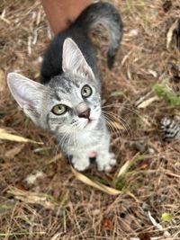 Close-up portrait of cat