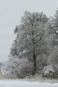 View of trees against sky