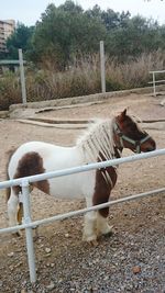 View of horse in ranch