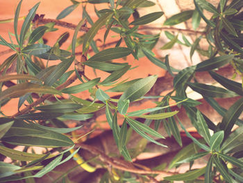 High angle view of potted plant