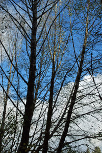 Low angle view of bare tree against sky