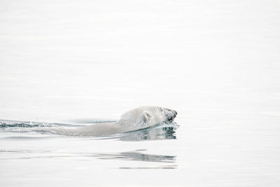 High angle view of horse swimming in sea during winter