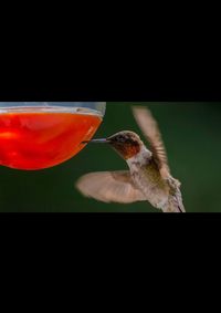 Close-up of bird against black background