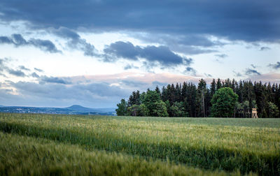 Trees on field against sky