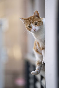 Beautiful brown and white cat standing on a porch railing and looking away with attention.  bokeh.