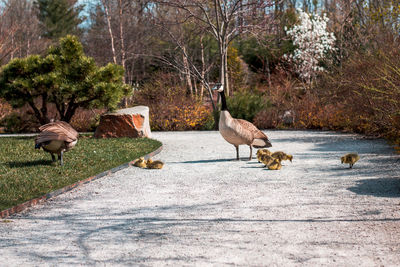 Geese chicks crossing a path in the japanese garden in grand rapids michigan